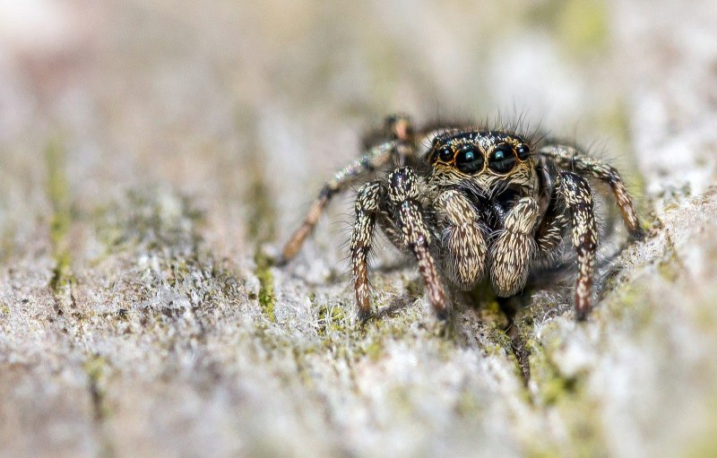 Паук-Павлин (Maratus volans)