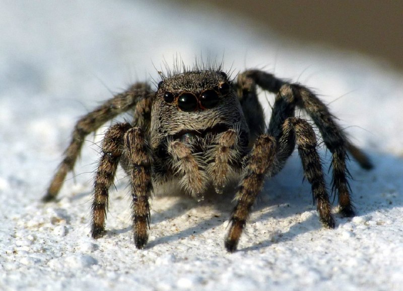 Паук Maratus speciosus