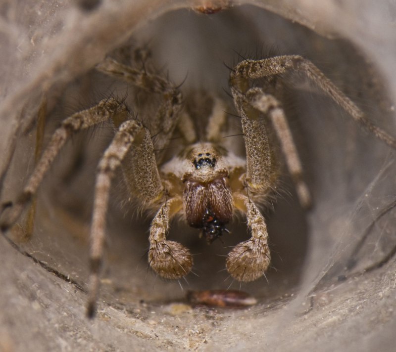 Habronattus coecatus