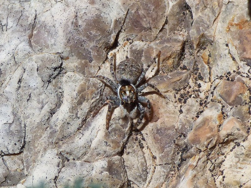 Паук-Павлин (Maratus volans)