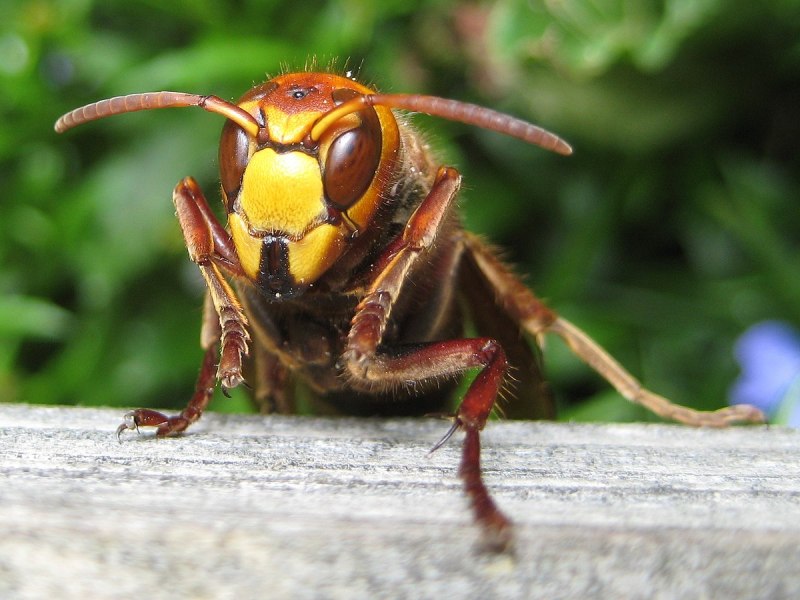 Wasps Anglo