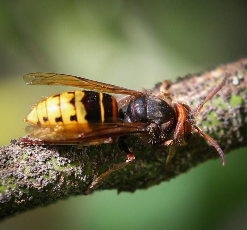 Vespa mandarinia Шершень