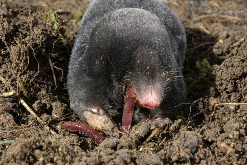 Крот Mole