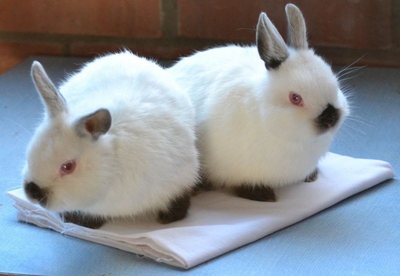 Голландский вислоухий кролик