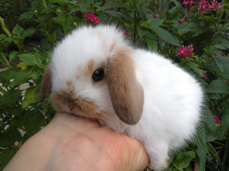 Голландский карликовый кролик
