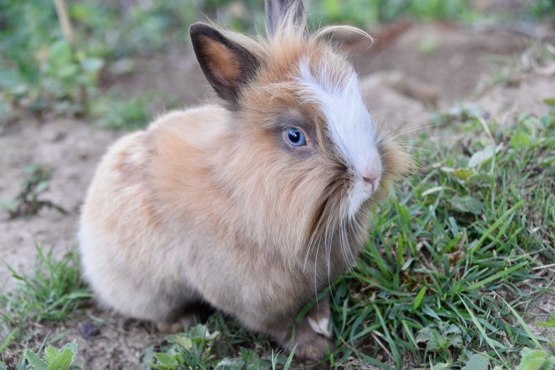 Netherland Dwarf Rabbit