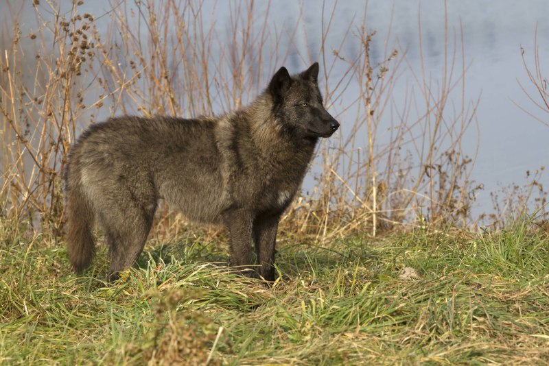 Волк canis Lupus