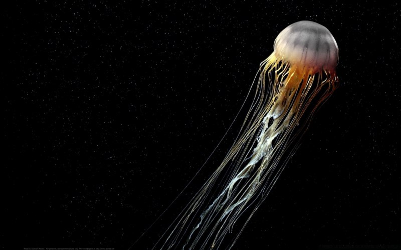 Коричневая медуза в Средиземном море
