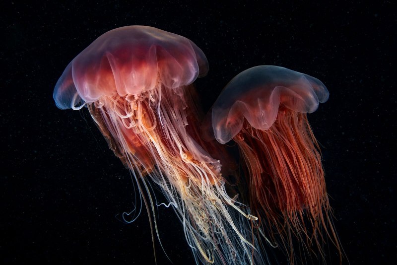 Коричневые медузы Средиземное море