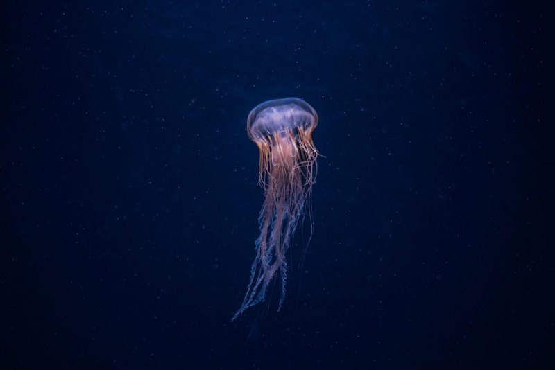 Медузы Средиземного моря