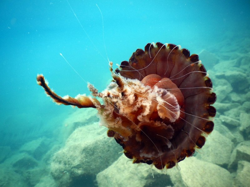 Коричневая медуза (40 фото)