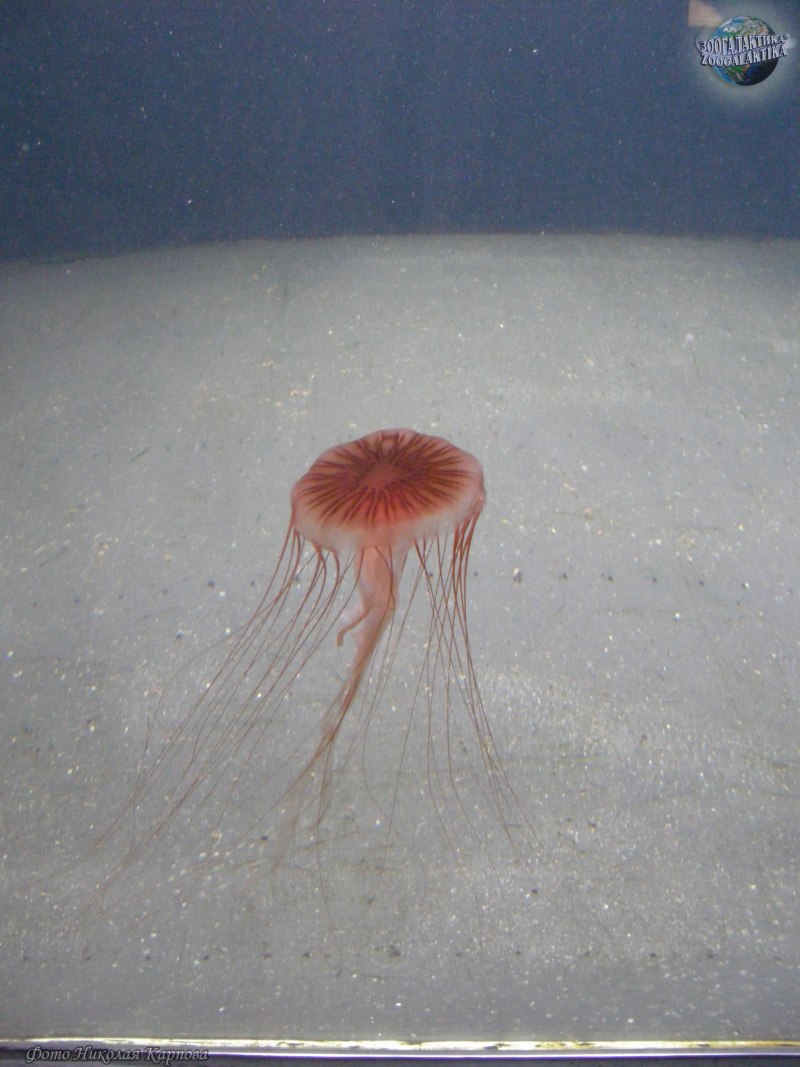 Коричневые медузы Средиземное море