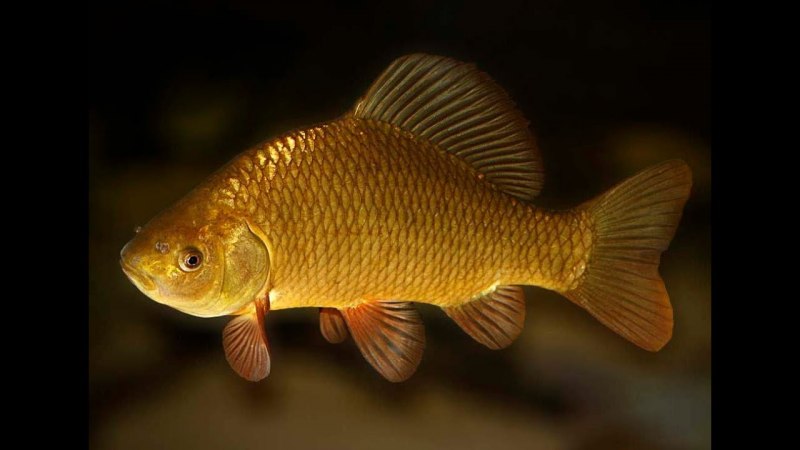 Золотой карась рыба (62 фото)