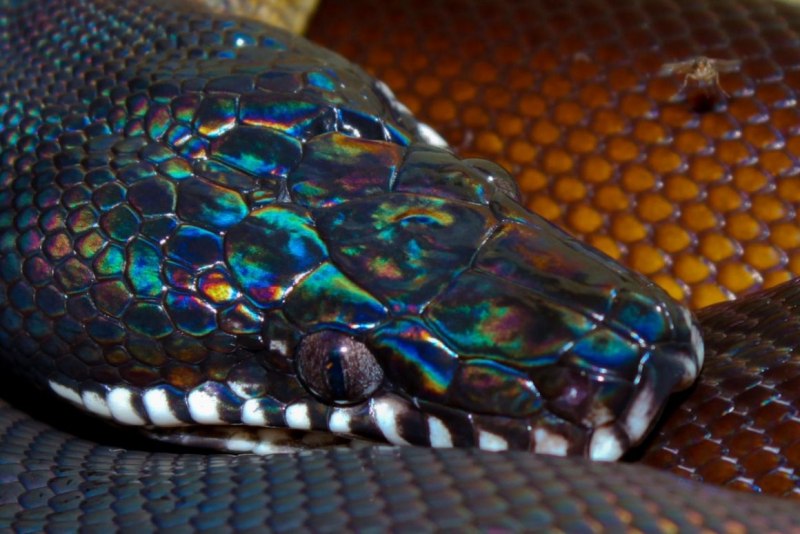 Лучистая змея Xenopeltis Unicolor