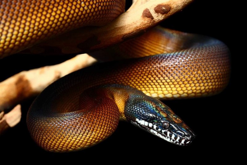 Белогубый питон (Bothrochilus albertisii)