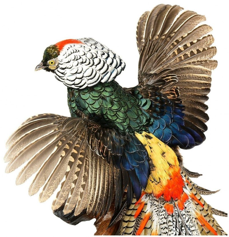 Chrysolophus amherstiae