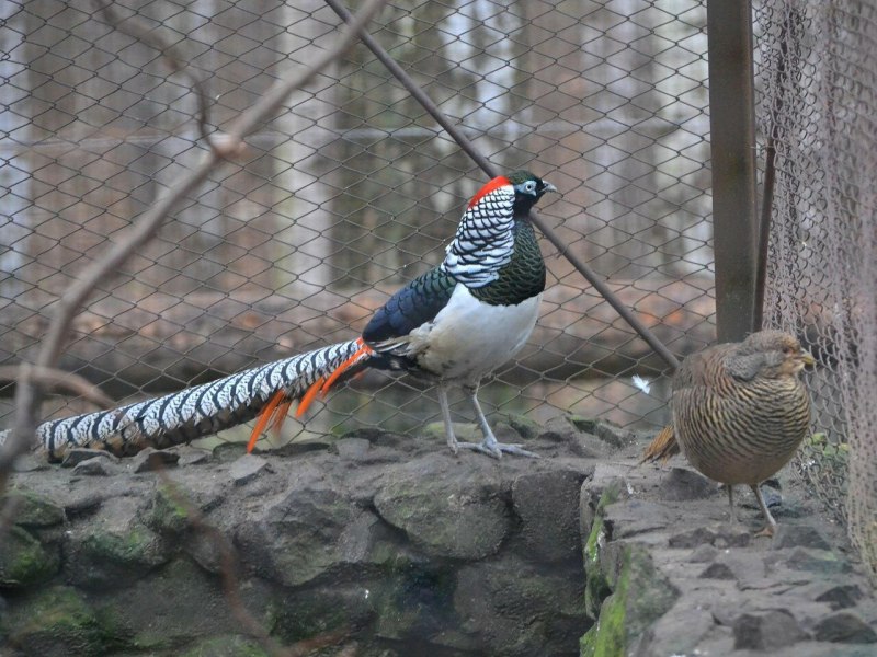 Королевский фазан самка