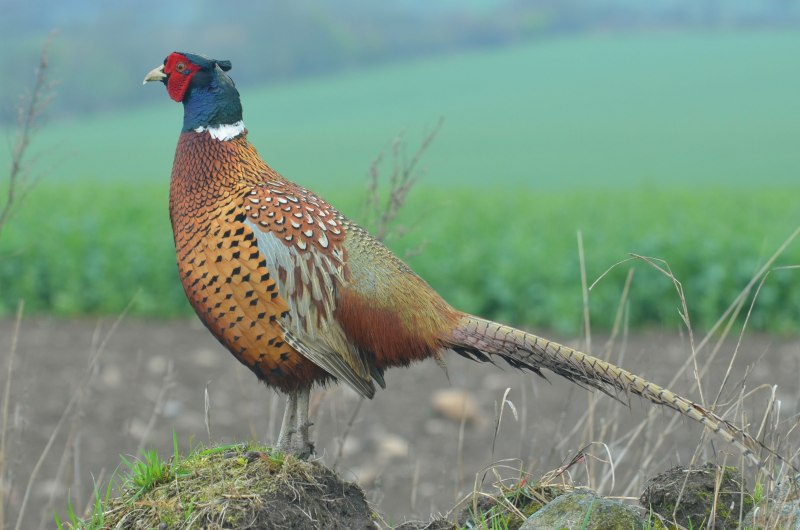 Chrysolophus amherstiae
