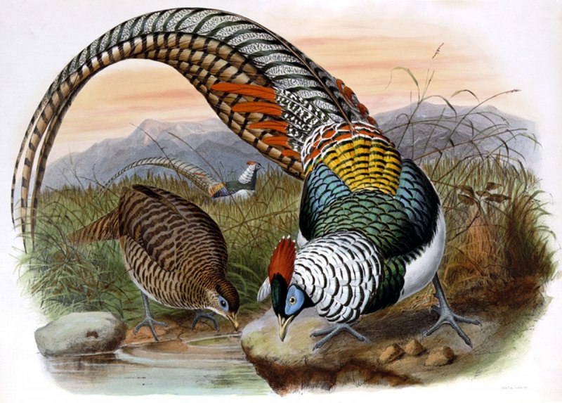Алмазный фазан Chrysolophus amherstiae