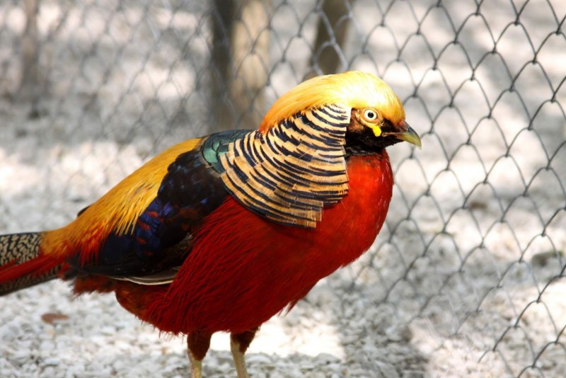 Алмазный фазан Chrysolophus amherstiae