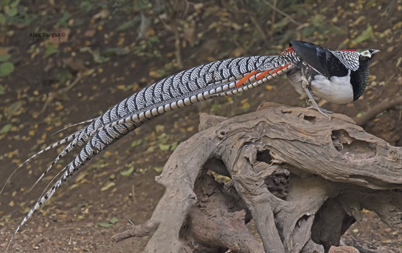 Chrysolophus amherstiae