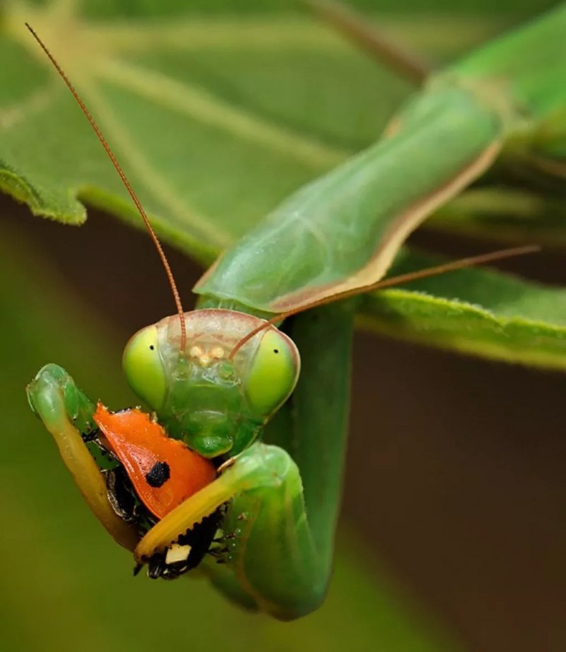 Ischnomantis Gigas богомол