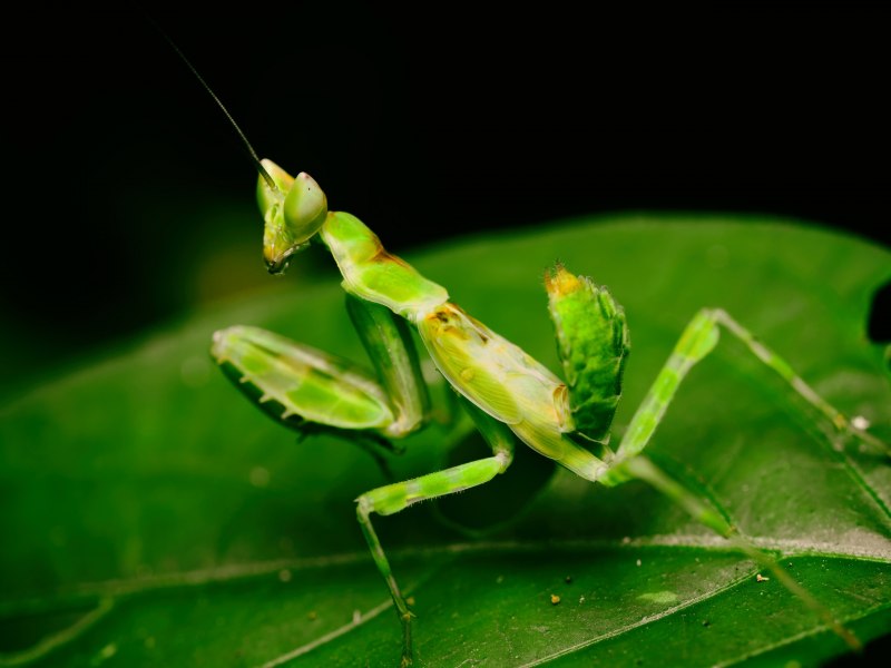 Гигантский папуанский кузнечик Hyperhomala virescens