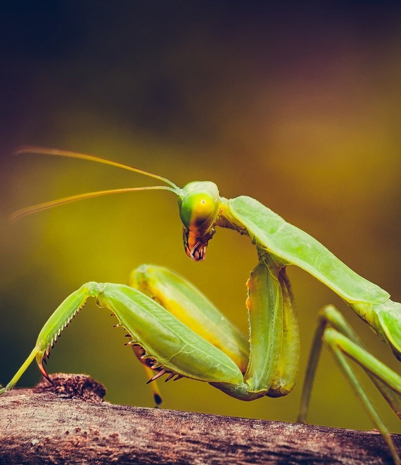 Богомол Creobroter meleagris