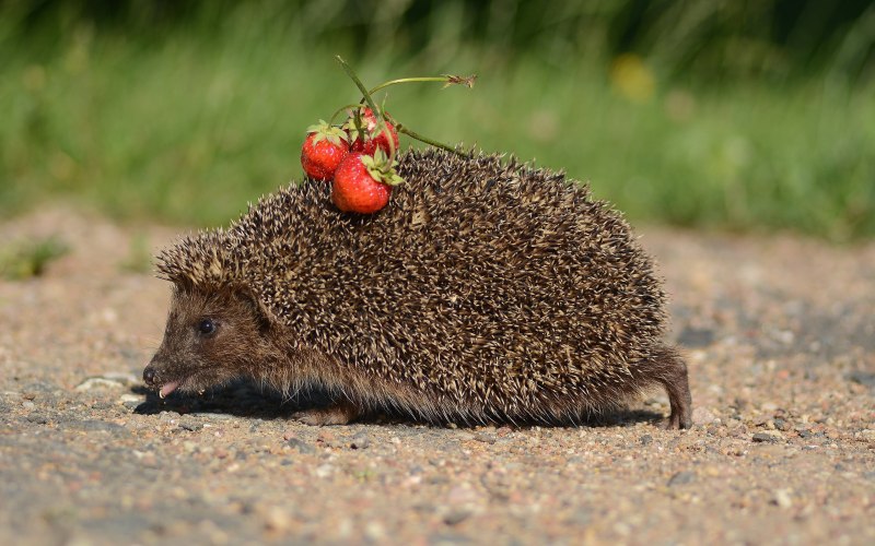 Strongylocentrotus nudus
