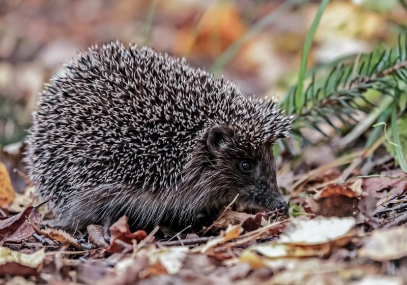 Heterocentrotus mammillatus