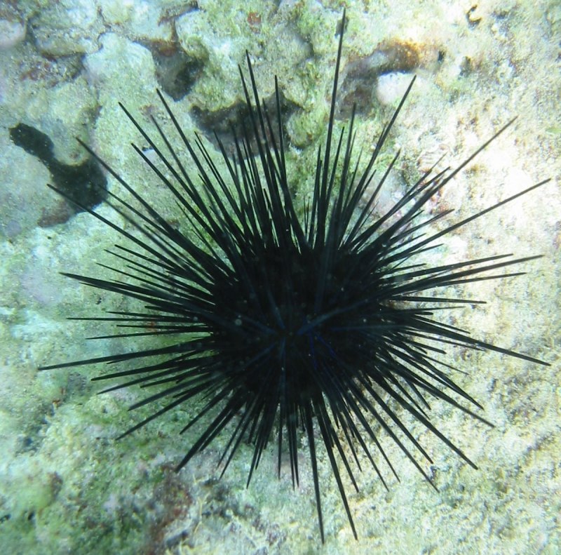 Дикобраз hystrix cristata
