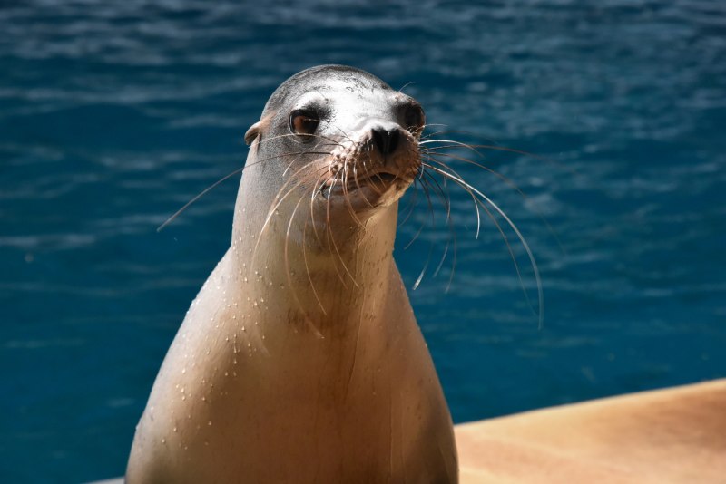 Zalophus californianus