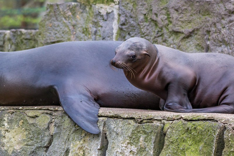 Калифорнийский морской Лев Zalophus californianus