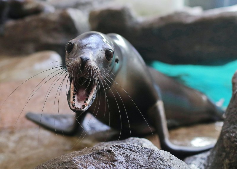 California Sea Lion