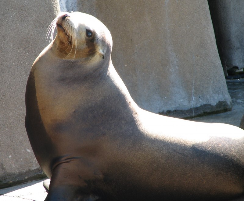 Martin short Stefano the Sea Lion