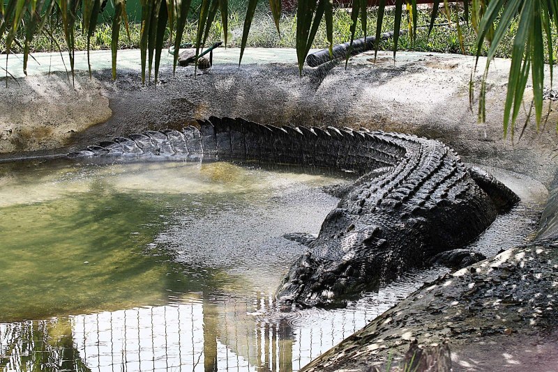 Лолонг крокодил (75 фото)