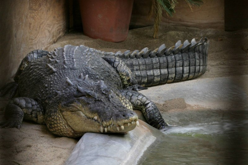 Morelet Crocodile