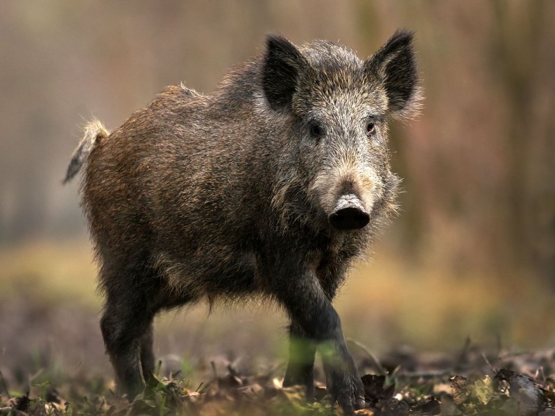 Кабан (sus scrofa)