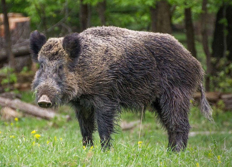 Европейский дикий кабан sus scrofa Ferus