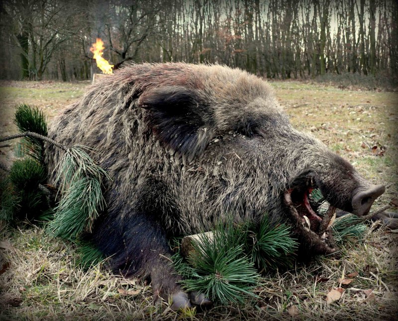 Вепрь секач