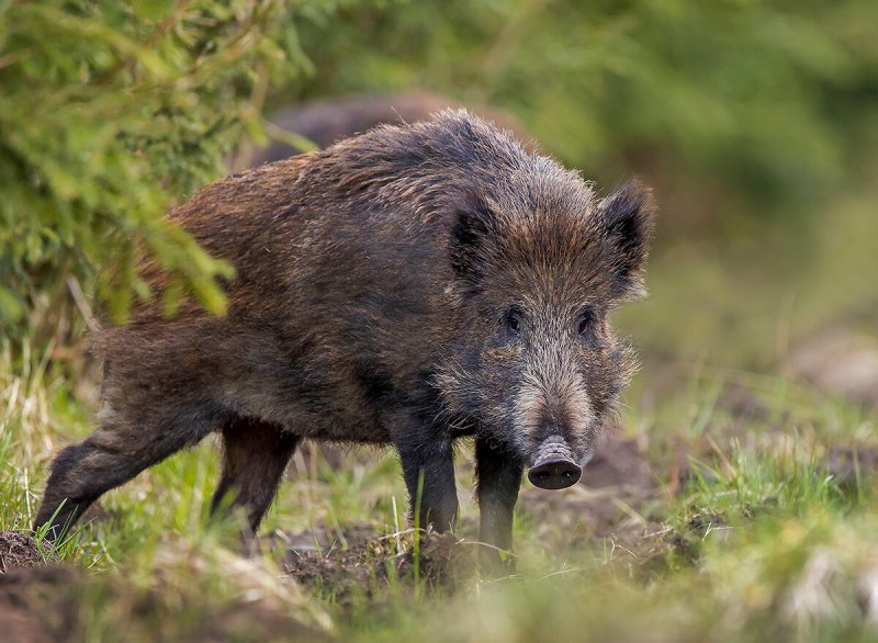 Sus scrofa Linnaeus, 1758 - кабан