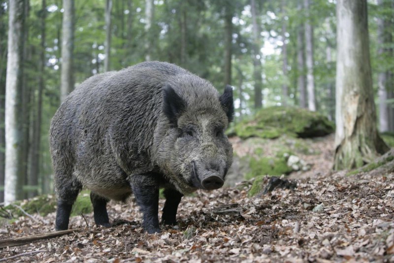 Европейский дикий кабан sus scrofa Ferus