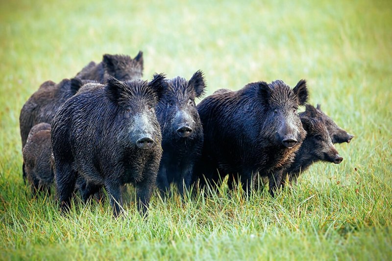 Кабан (sus scrofa)