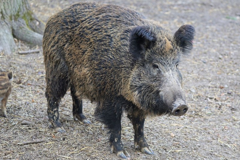Кабан (sus scrofa)