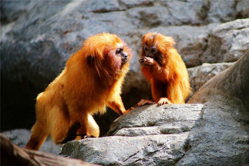 Leontopithecus Rosalia