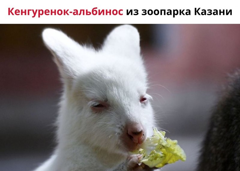 Кенгуру-альбинос Алиса