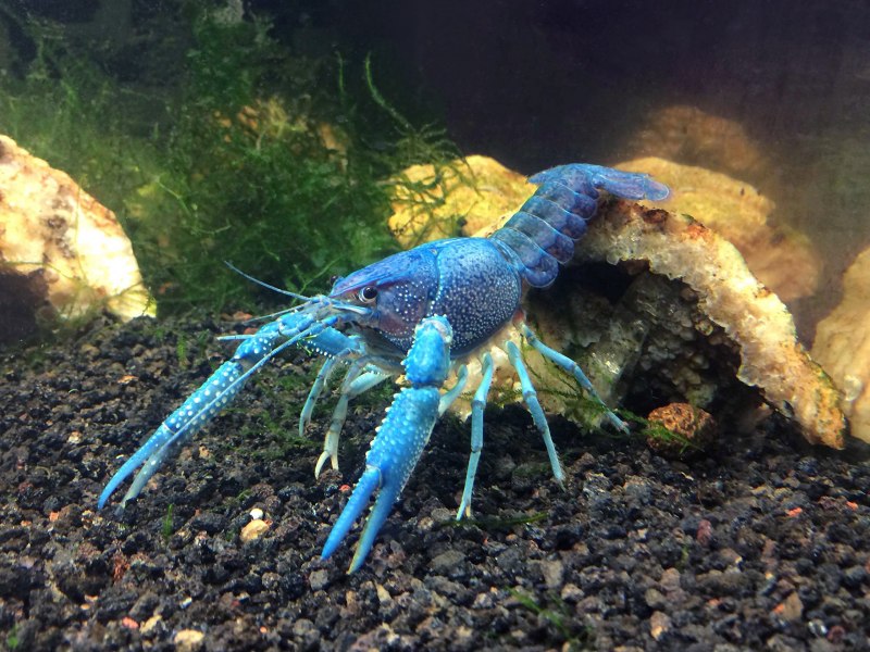 Procambarus alleni синий Флоридский рак.