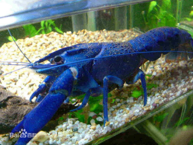 Procambarus Cubensis
