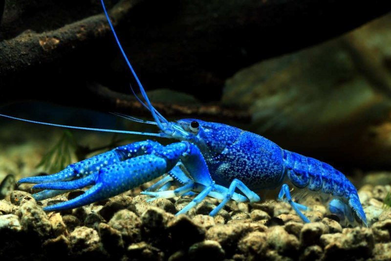 Procambarus clarkii
