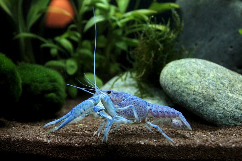 Australian Blue Clayfish